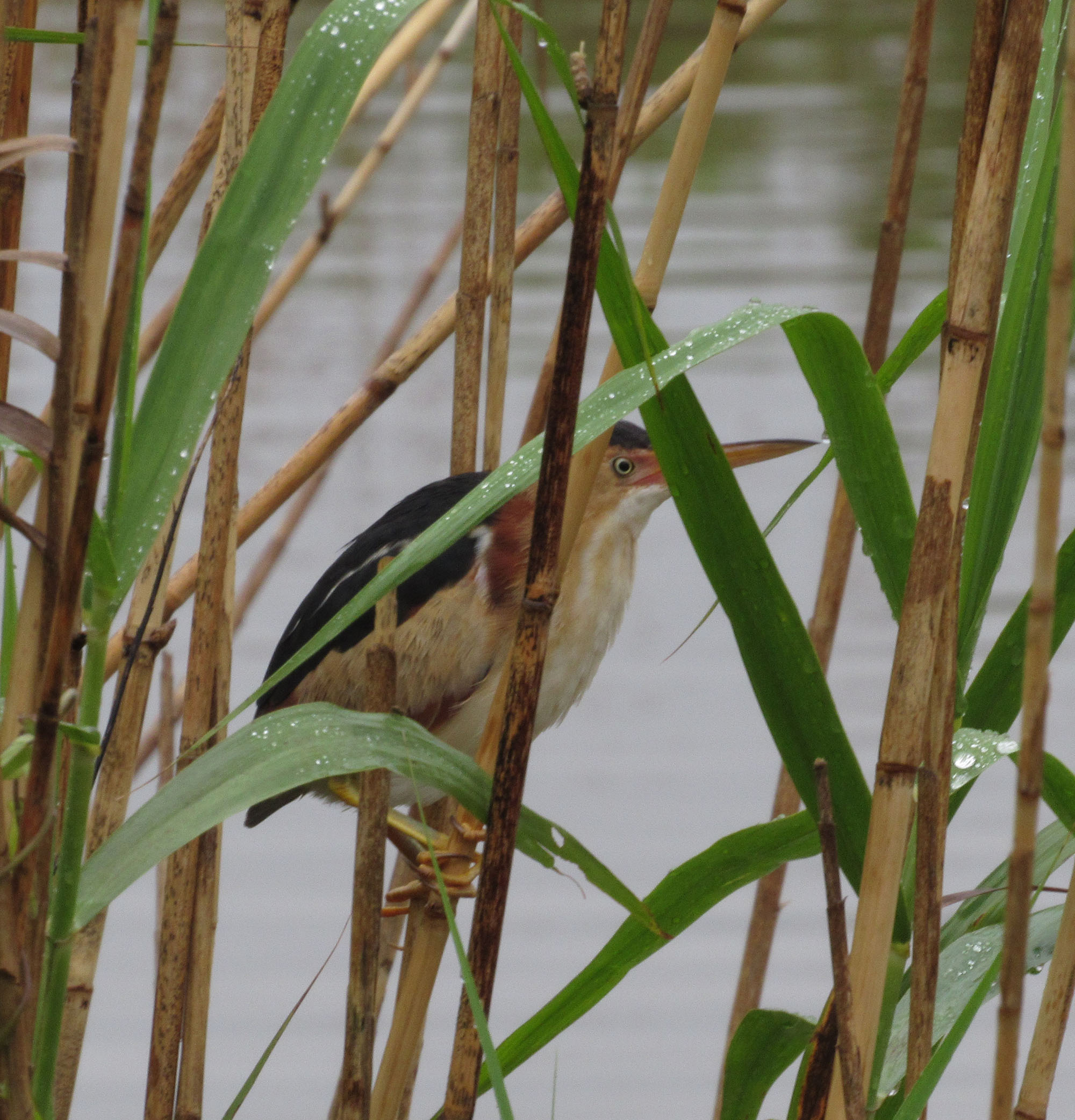 Least Bittern