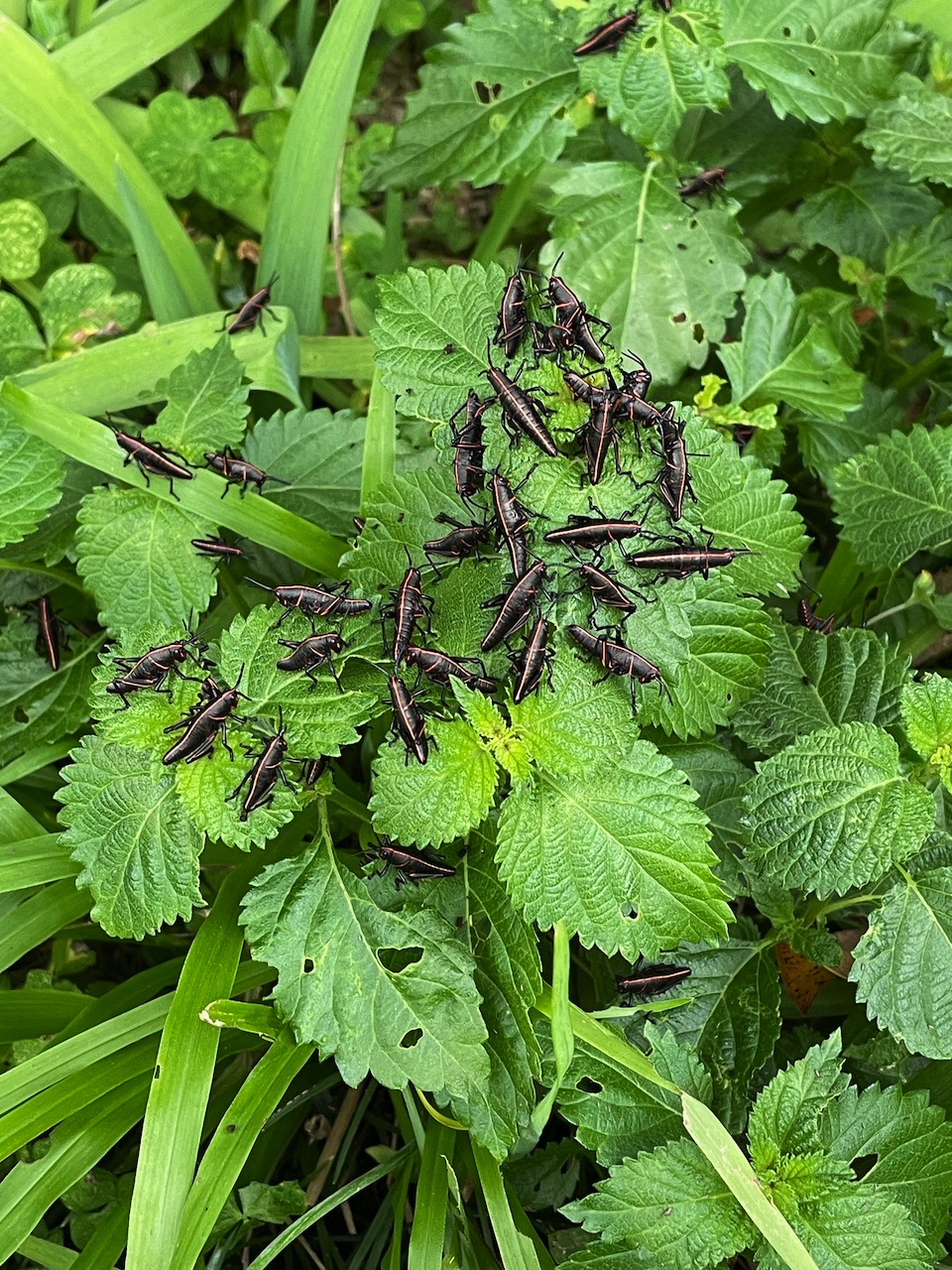 Luber Grasshoppers