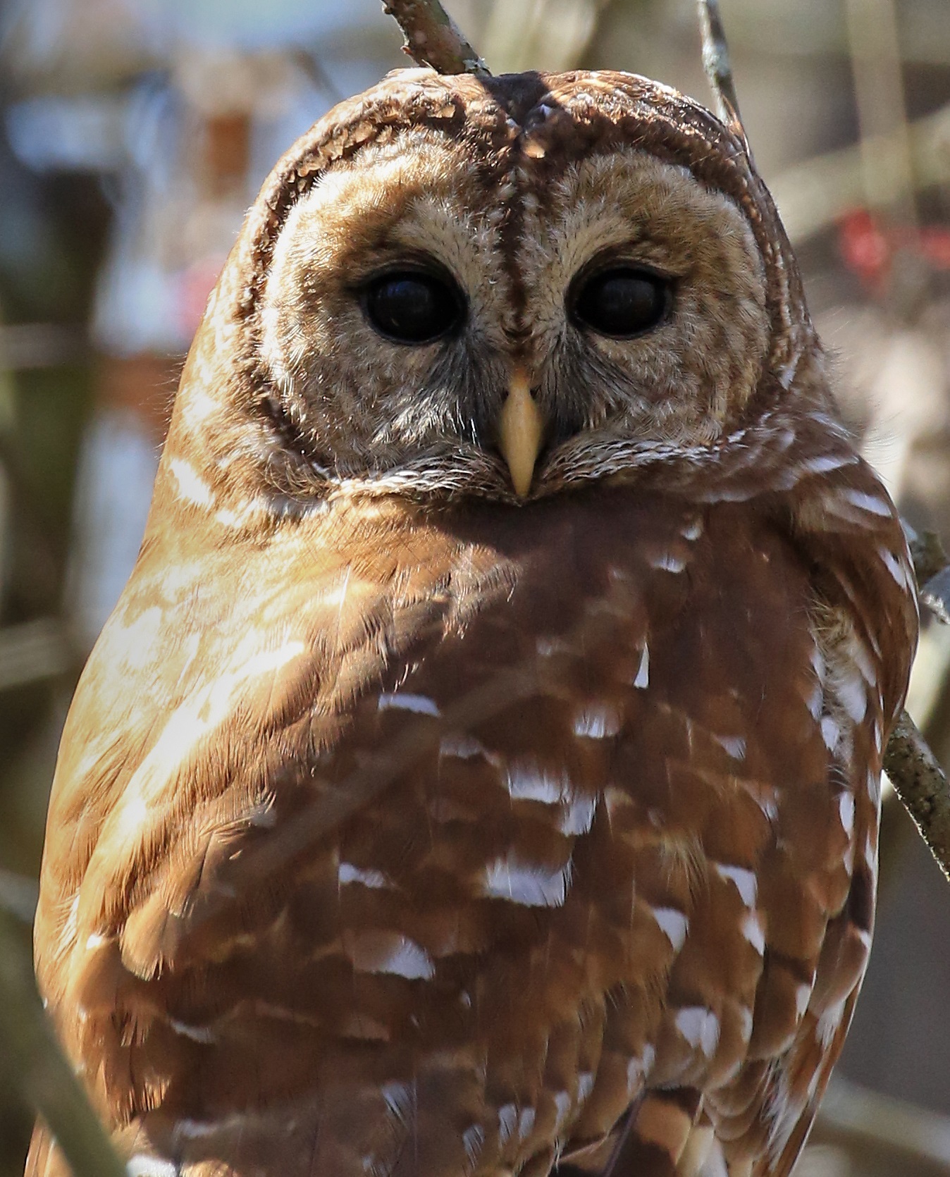 Barred Owl