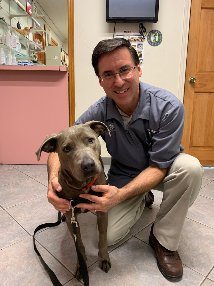 Dr. Joe Dalgo with a grey dog in his clinic